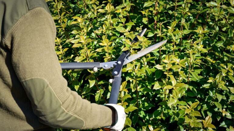 plant privacy fence benefits